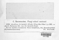 Aecidium sii-latifolii image